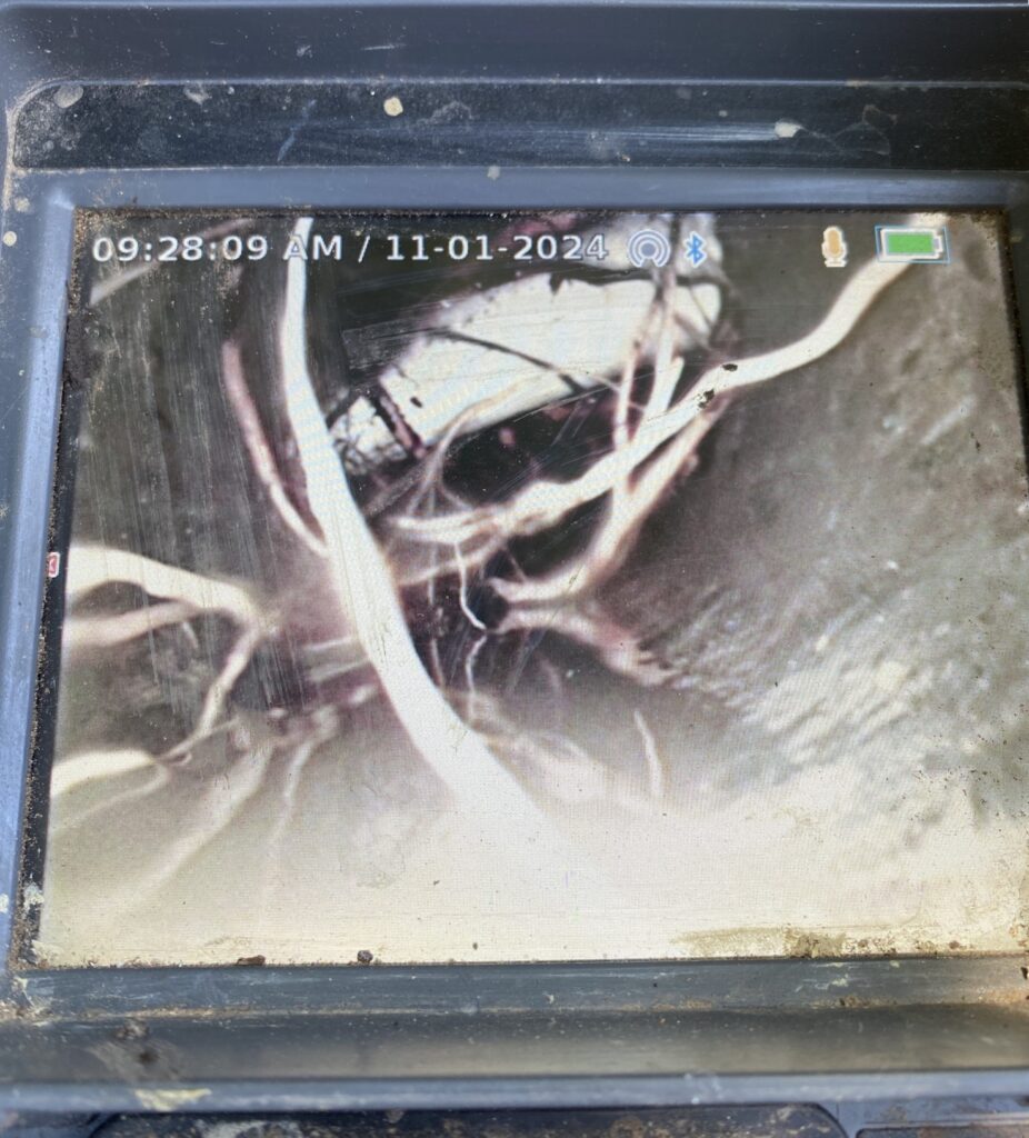 A drain blocked by tree roots in Brighton