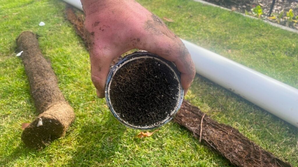 tree-roots-in-drains