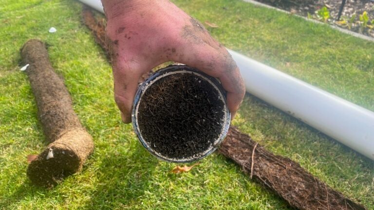 tree-roots-in-drains